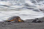 Photography - Hawaii 2