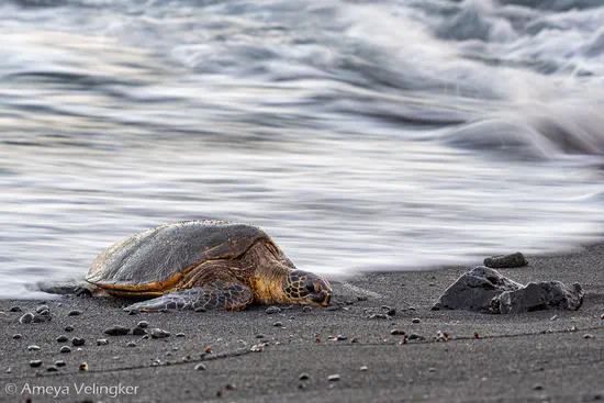 Photography - Hawaii 2